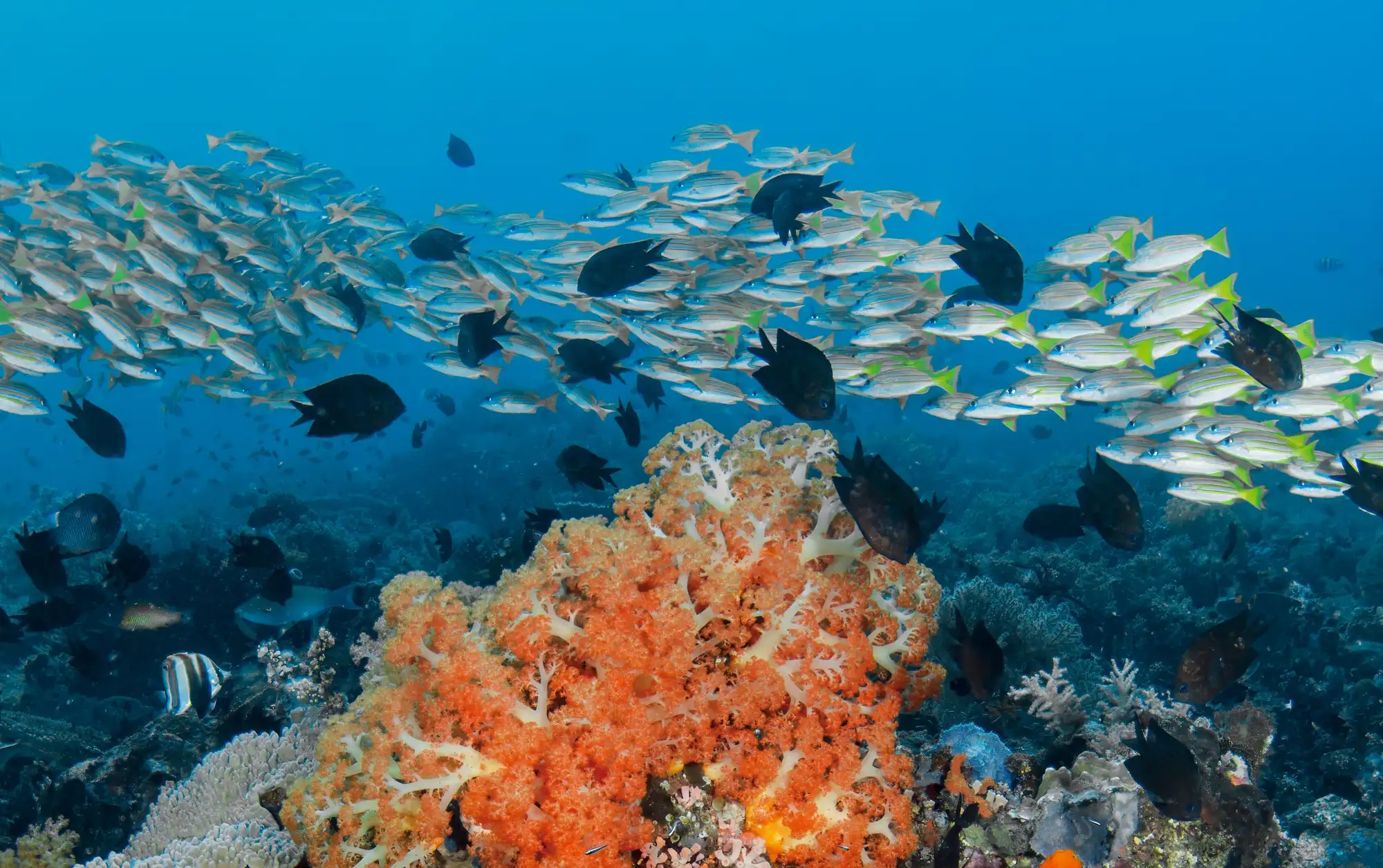 Colorfull Corals and schooling fish