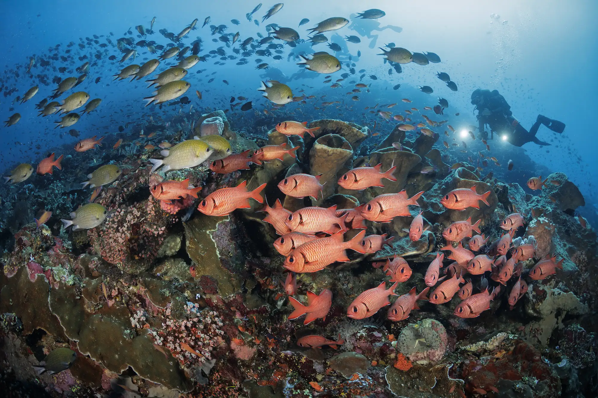 Coral Reefs around Indonesia- PADI 5 star Dive resorts-Liveaboards