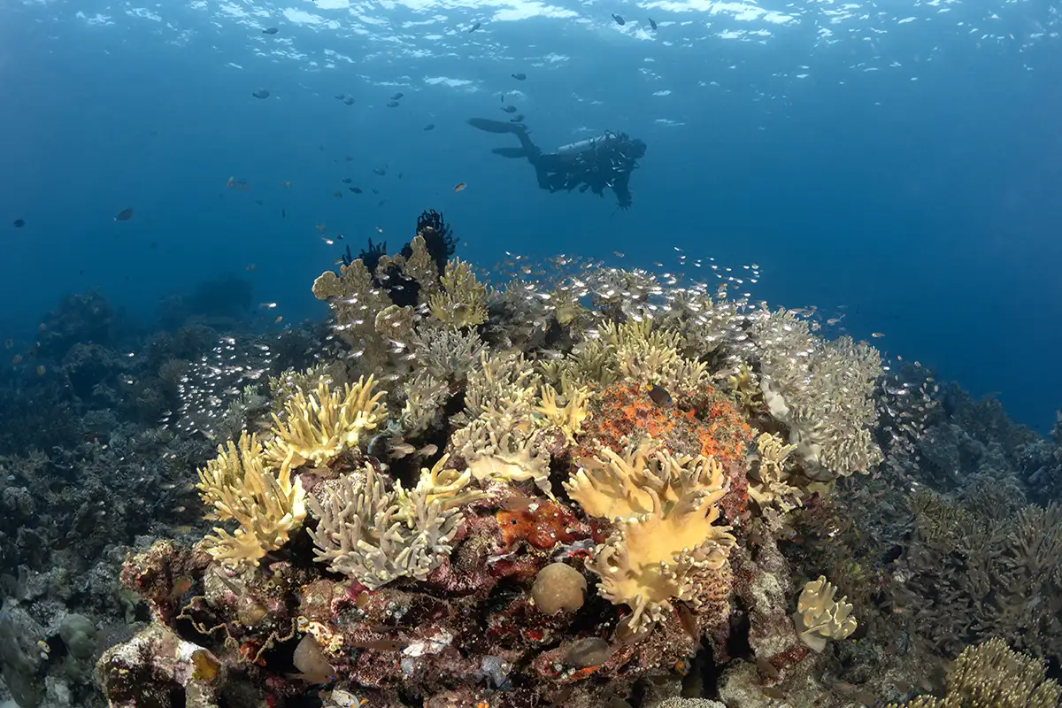 Coral reef small fish diver 1200×800