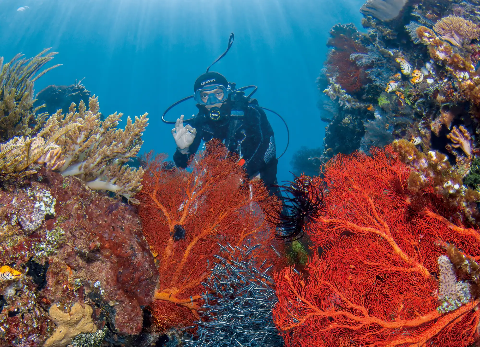 Healthy corals in Sulawesi