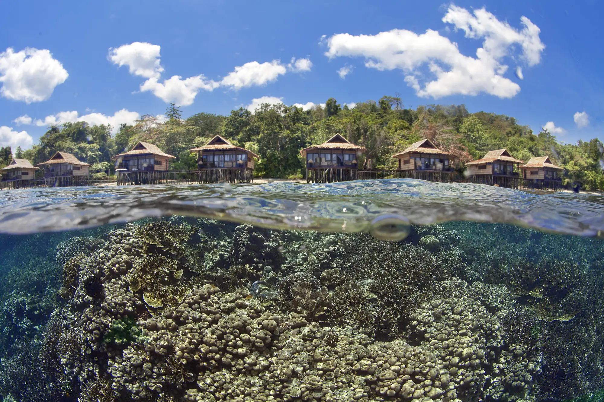 Healthy-house-reef