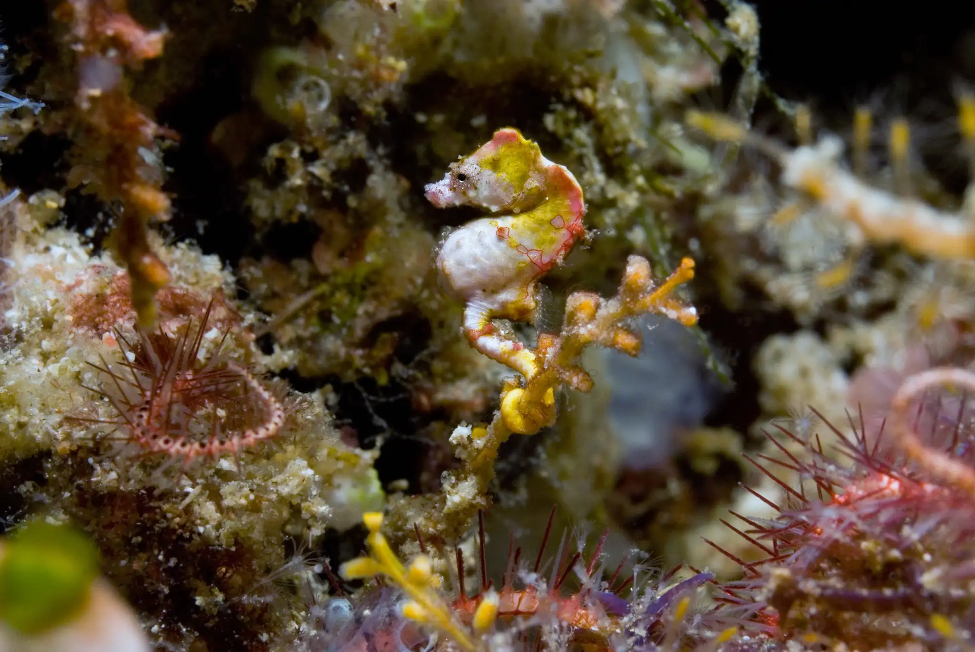 Hippocampus pontohi-SeaHorse-Sulawesi