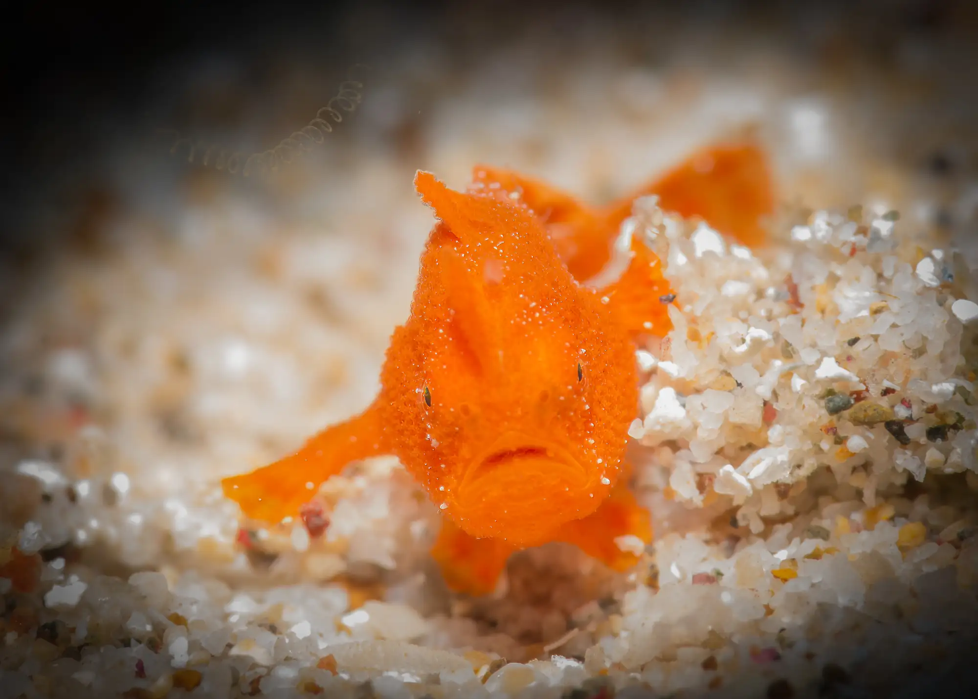 LFerretti-Gangga-AlfaOmegaDiveSite-Macro