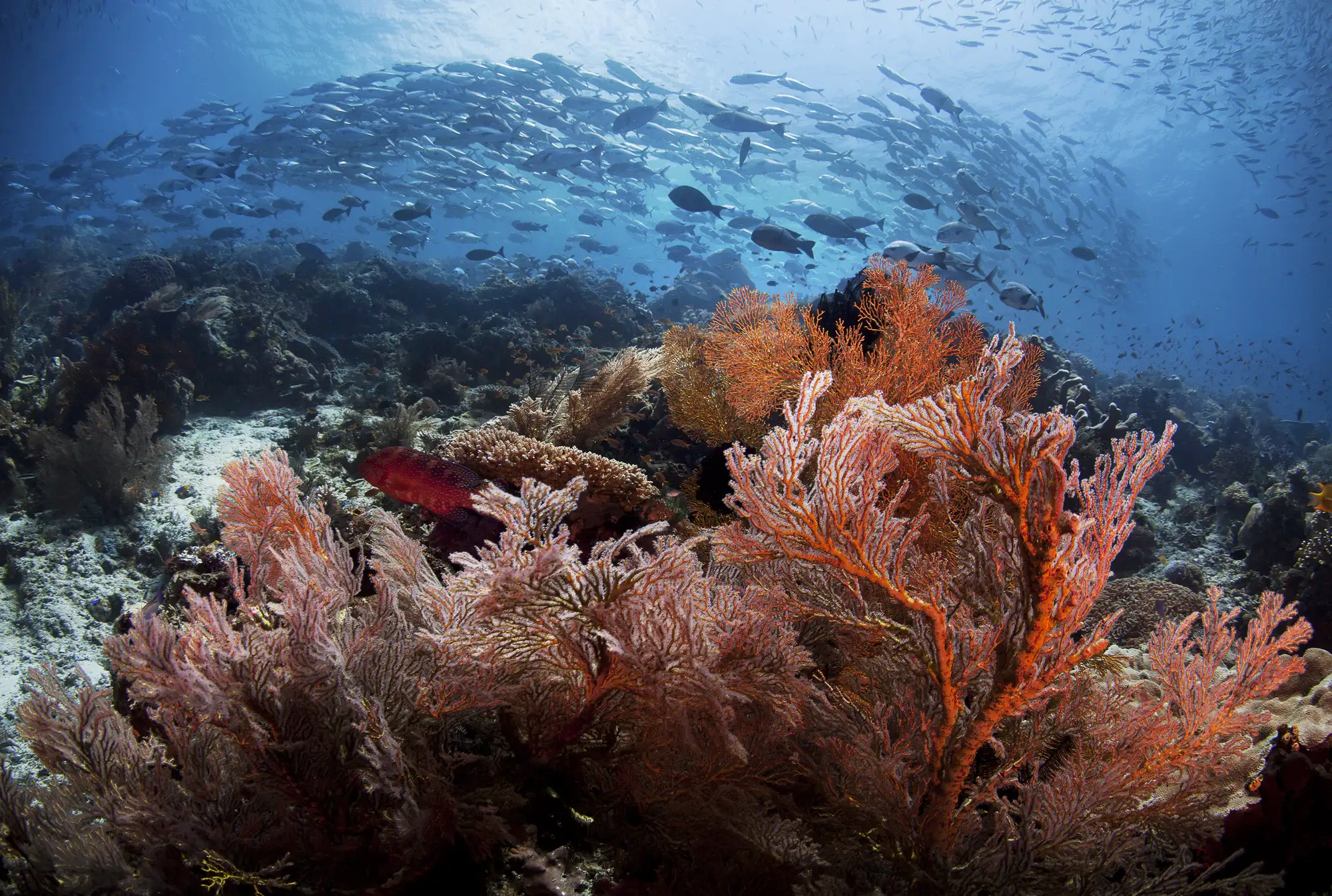 PPER_UW_06_House Reef