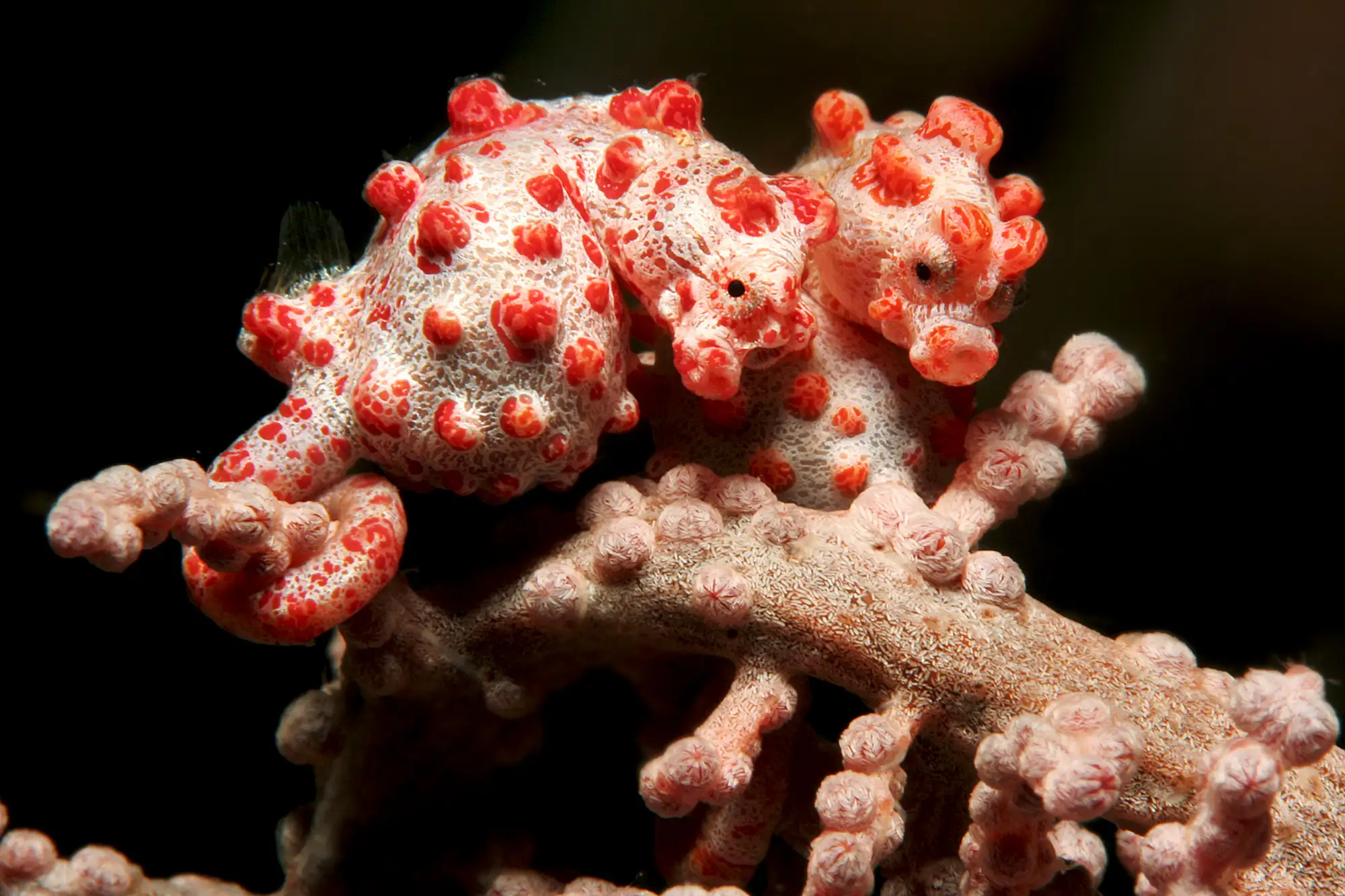 Pygmy Seahorse-Manado