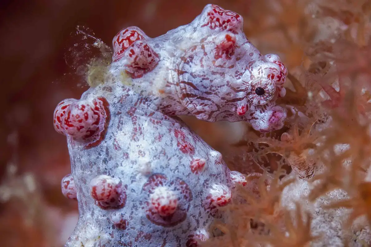 RudyWhitworth Pigmy Seahorse 1200×800