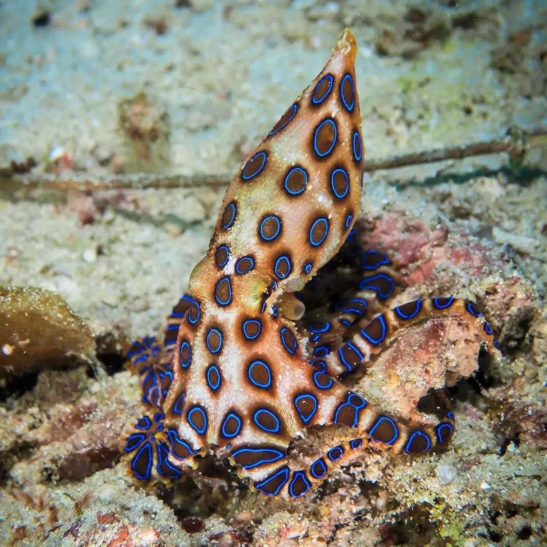blue-ringed-octopus-macro