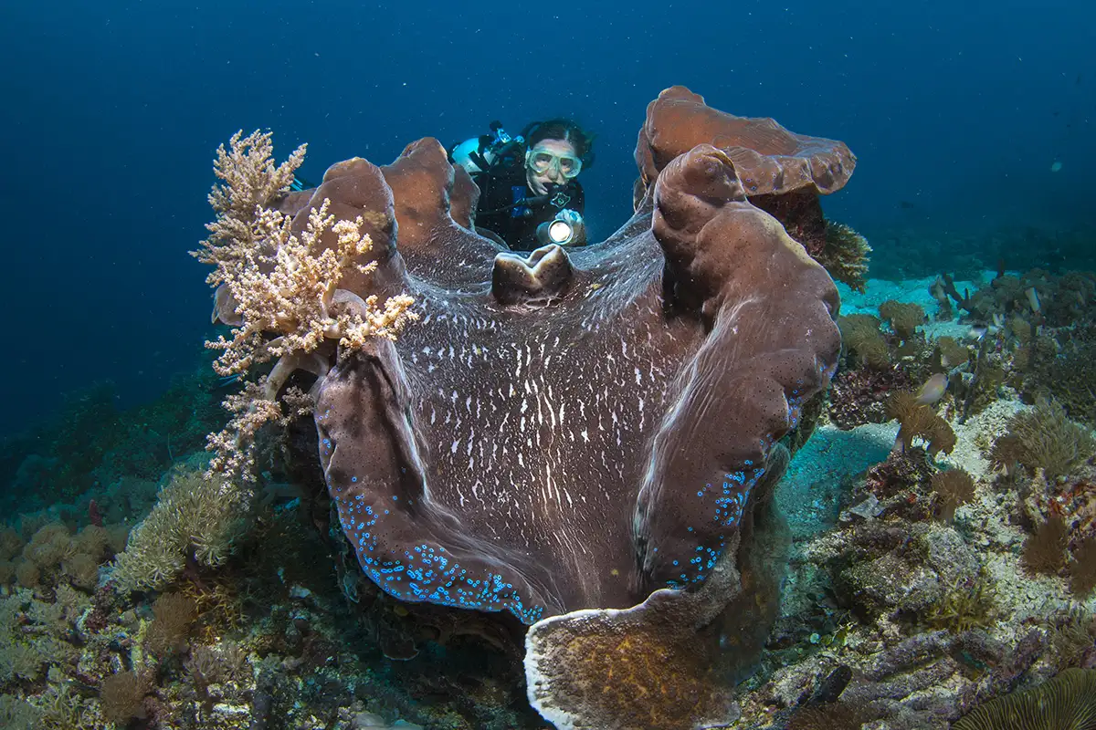 coral divers 1200×800
