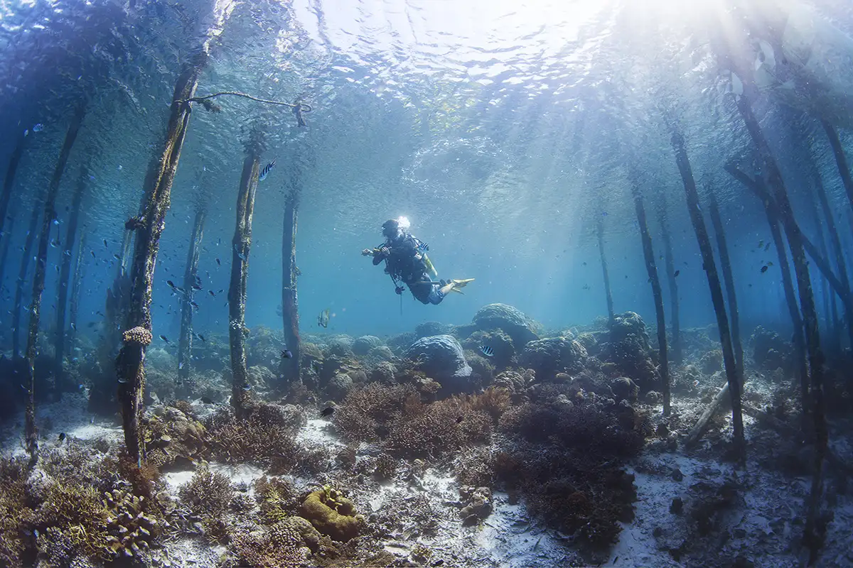 diver 1200×800
