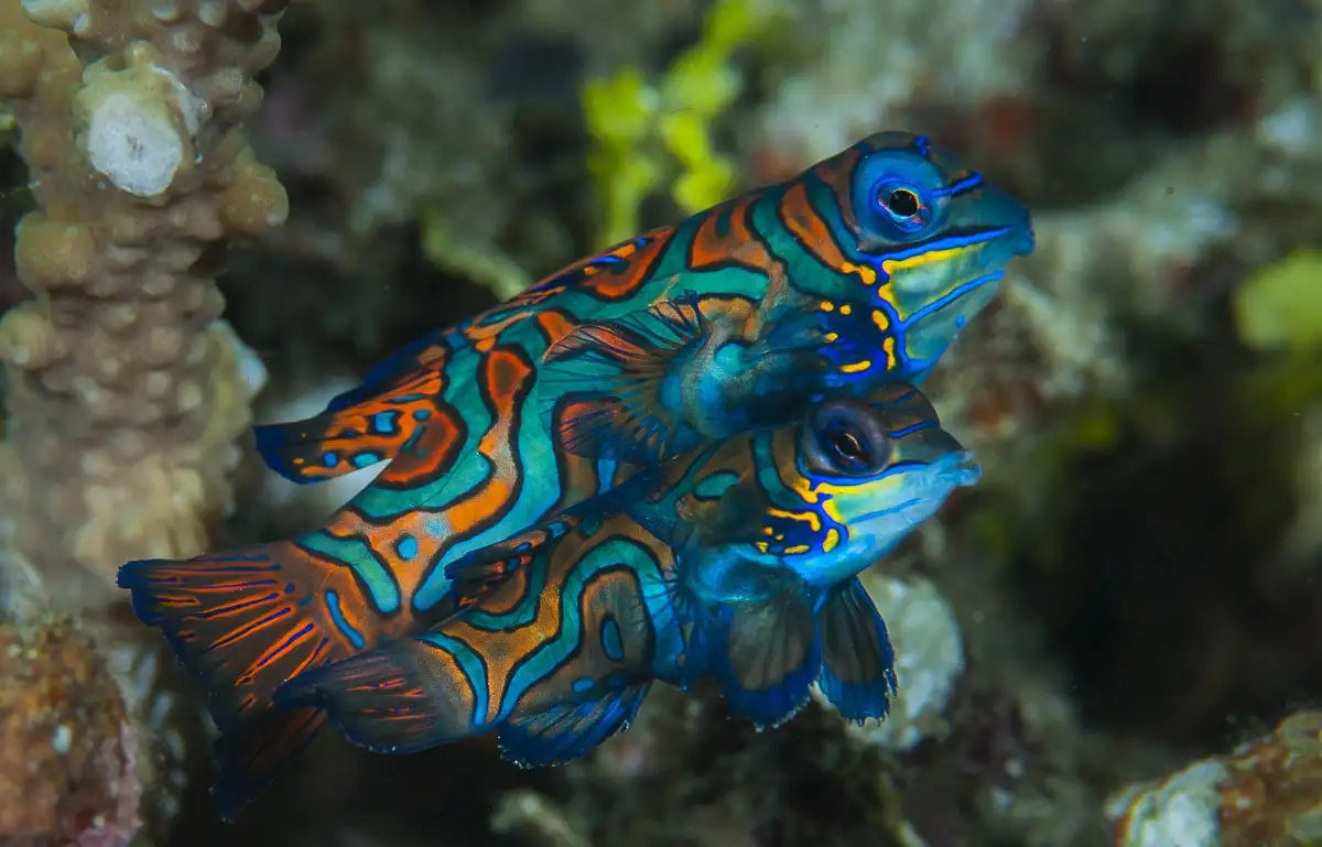 mandarin fish