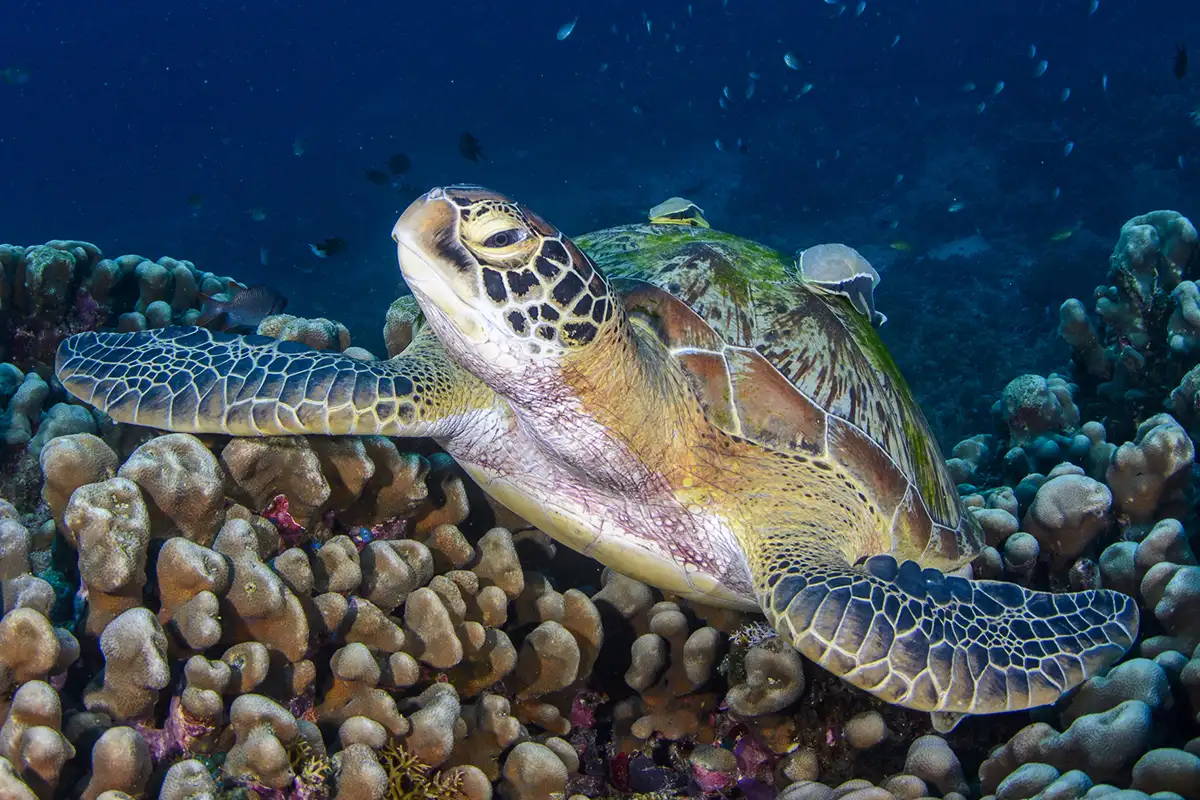 sea turtle 1200×800