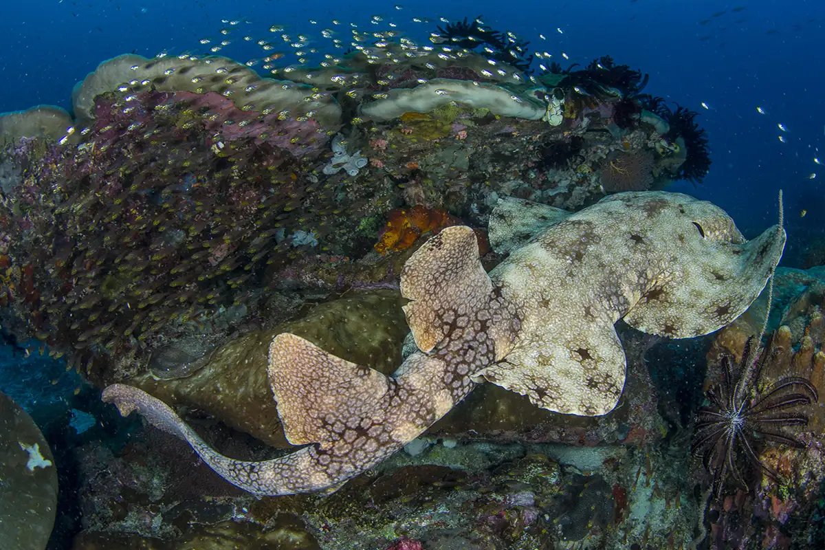 shark coral 1200×800