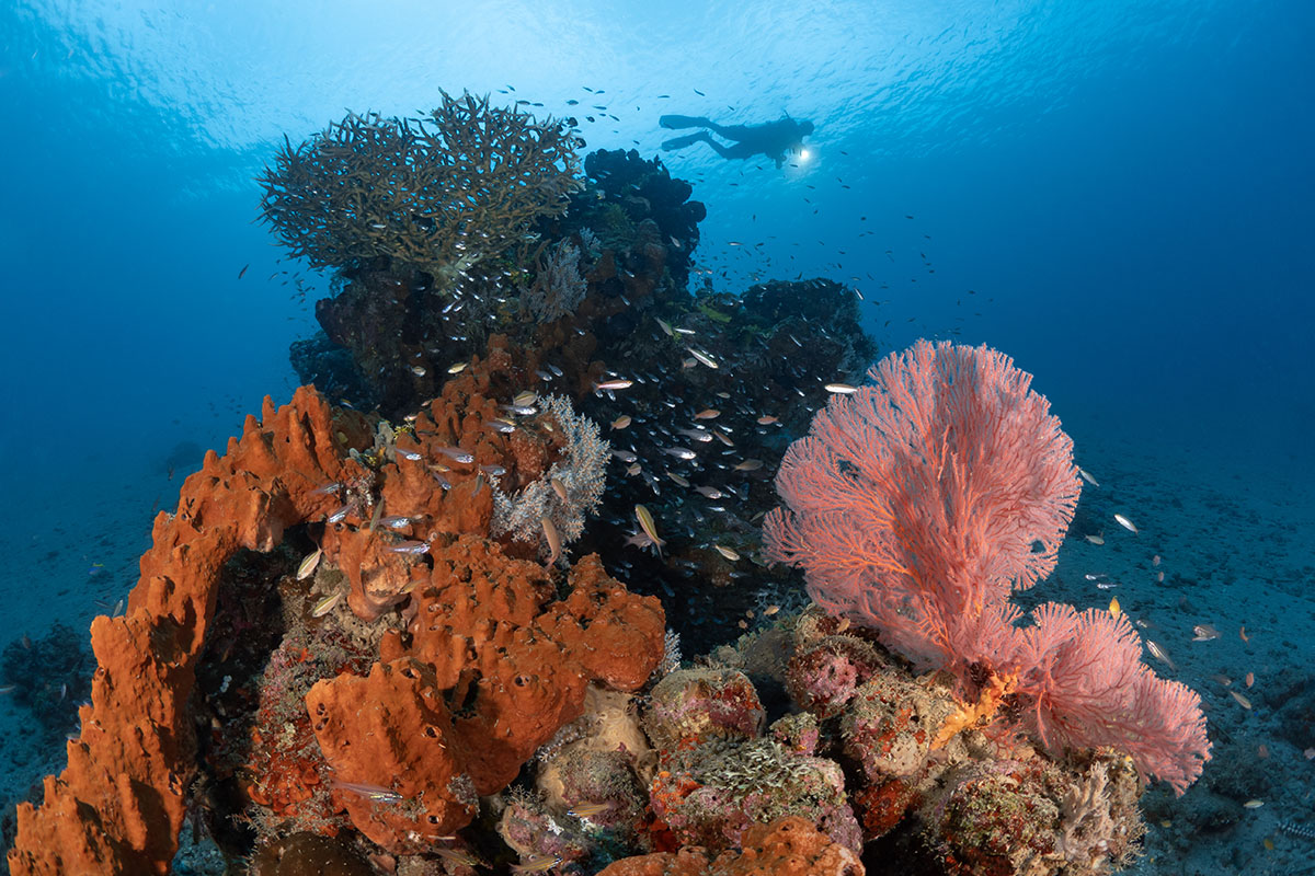 Underwater Photographer Bulent Selli on Discovering the Untouched Reefs of Metita, North Halmahera