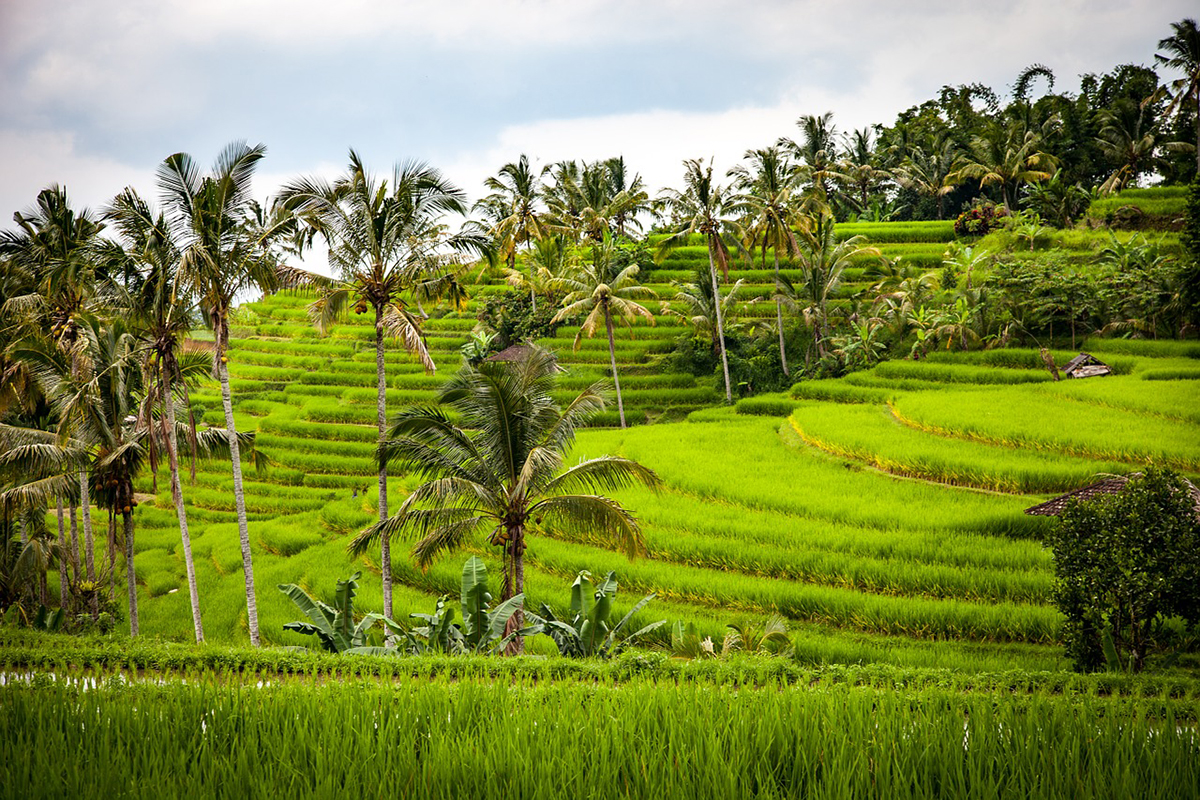 Balinese Wildlife Wonders: A Dive into the Island's Biodiversity