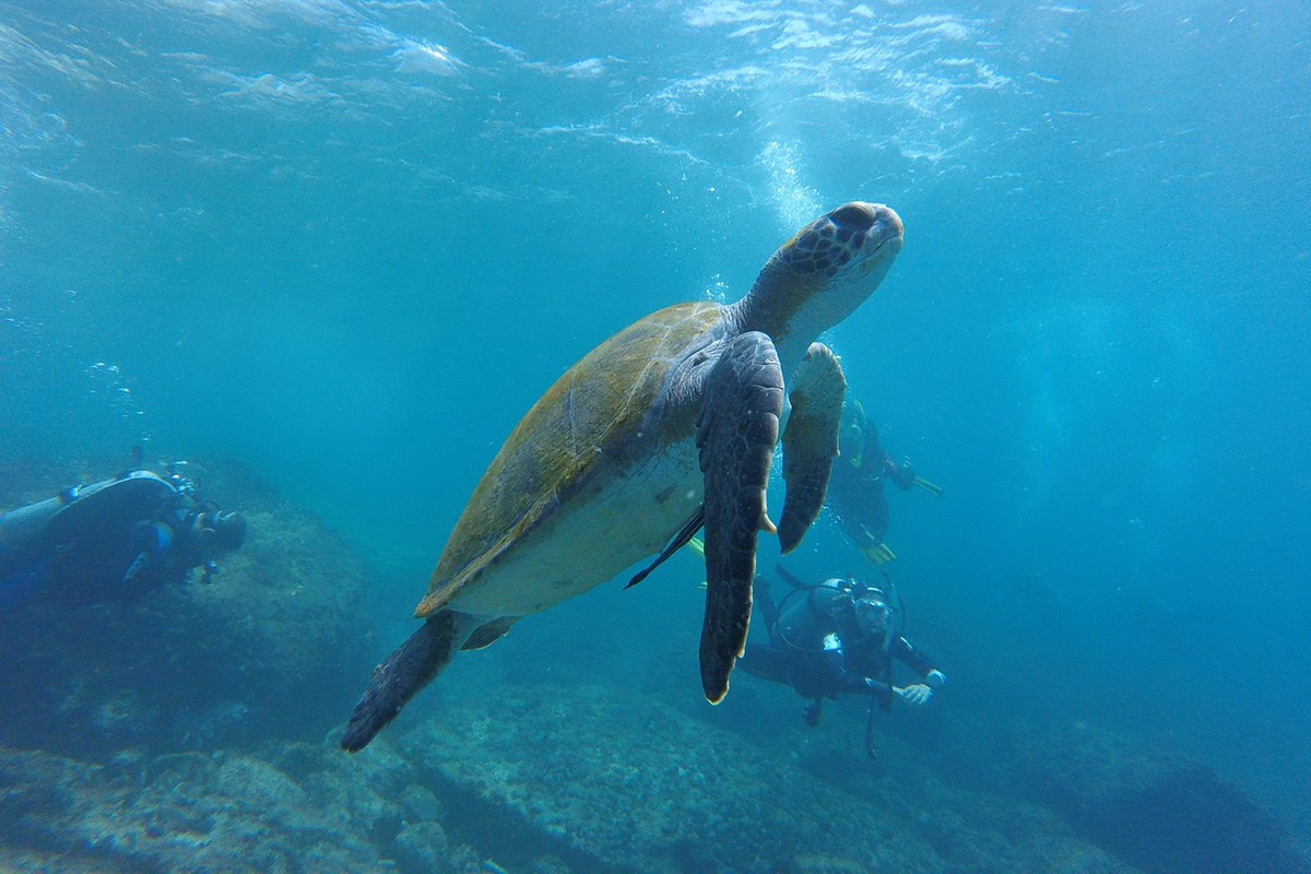 Best Dive Sites around Gili Trawangan