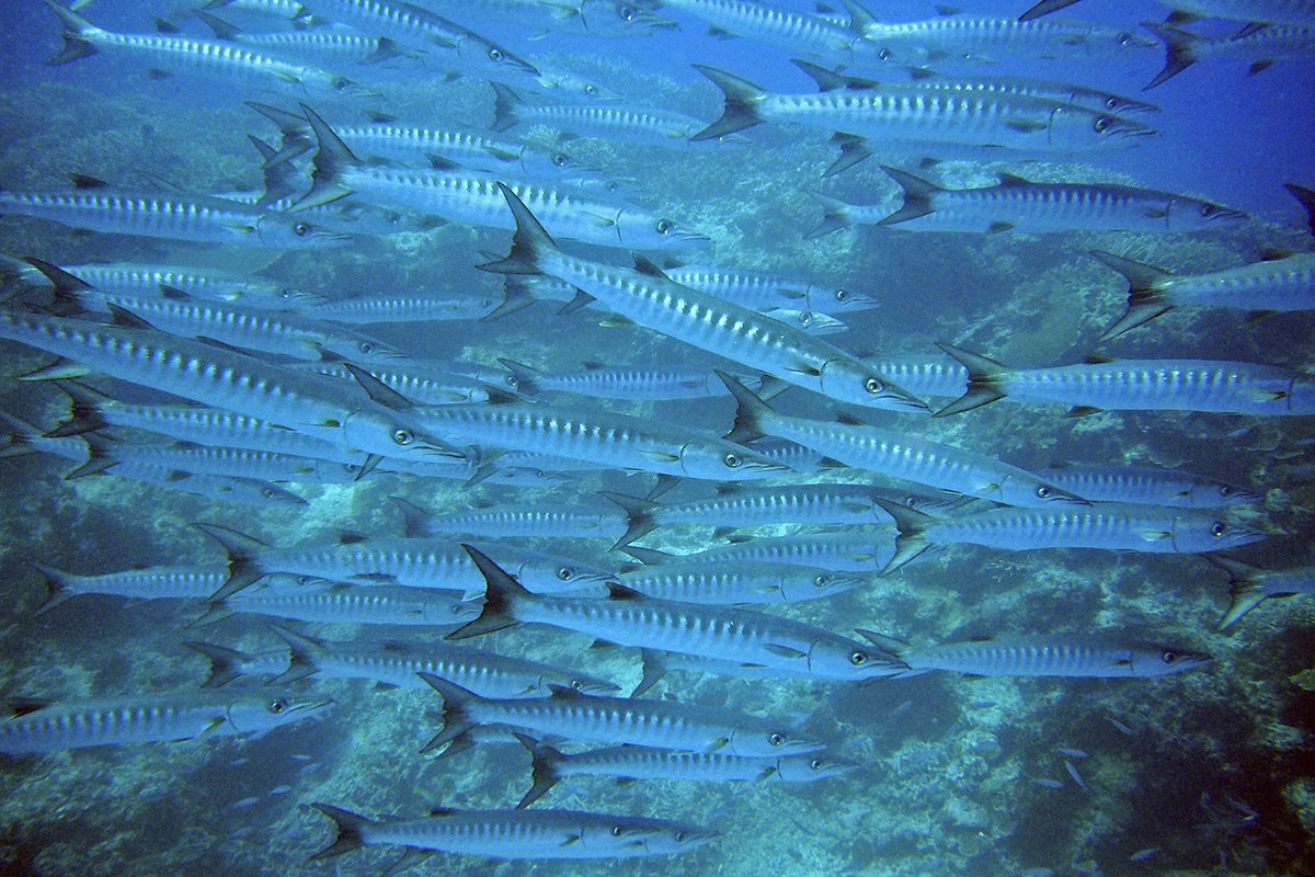 Best Dive Sites around Gili Trawangan