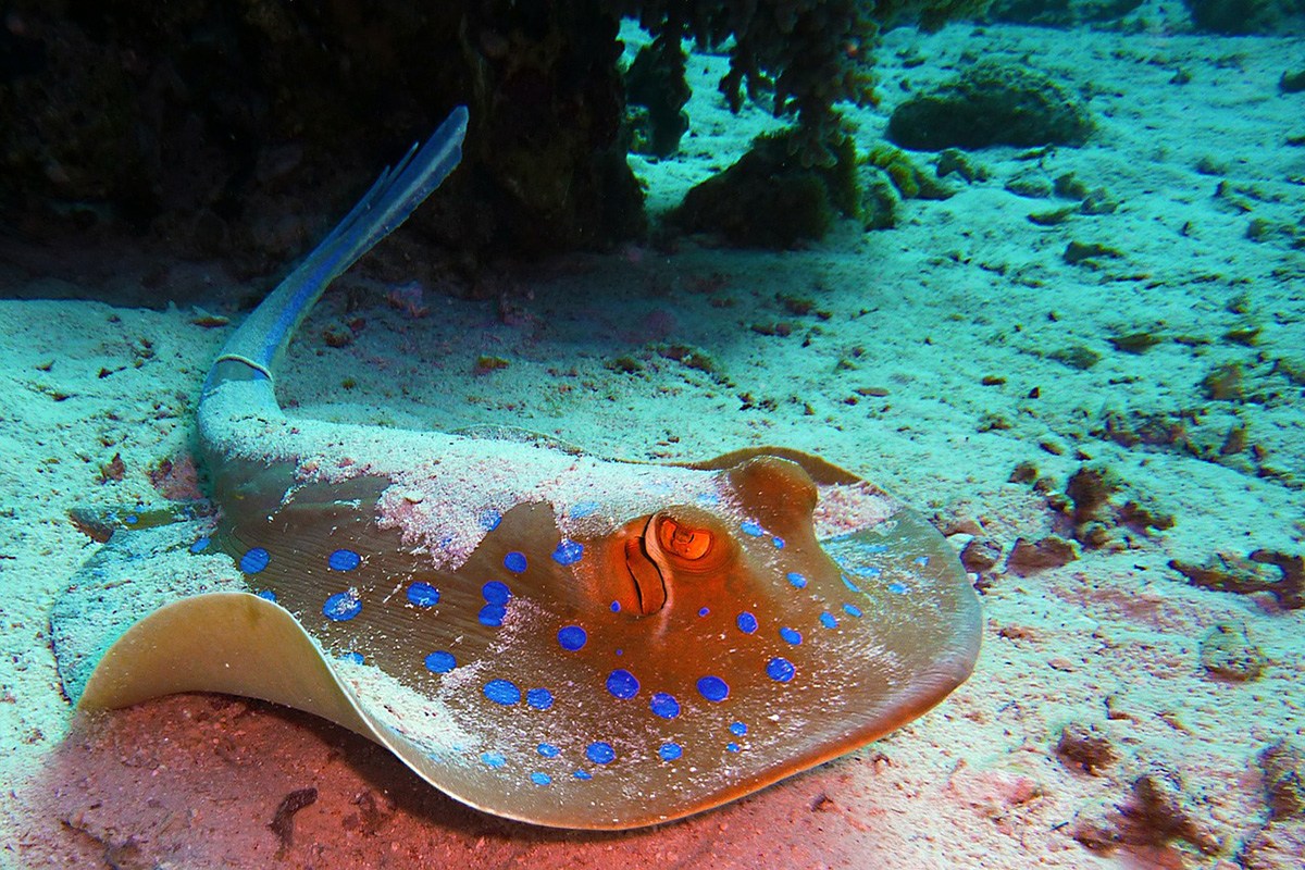 Best Dive Sites around Gili Trawangan