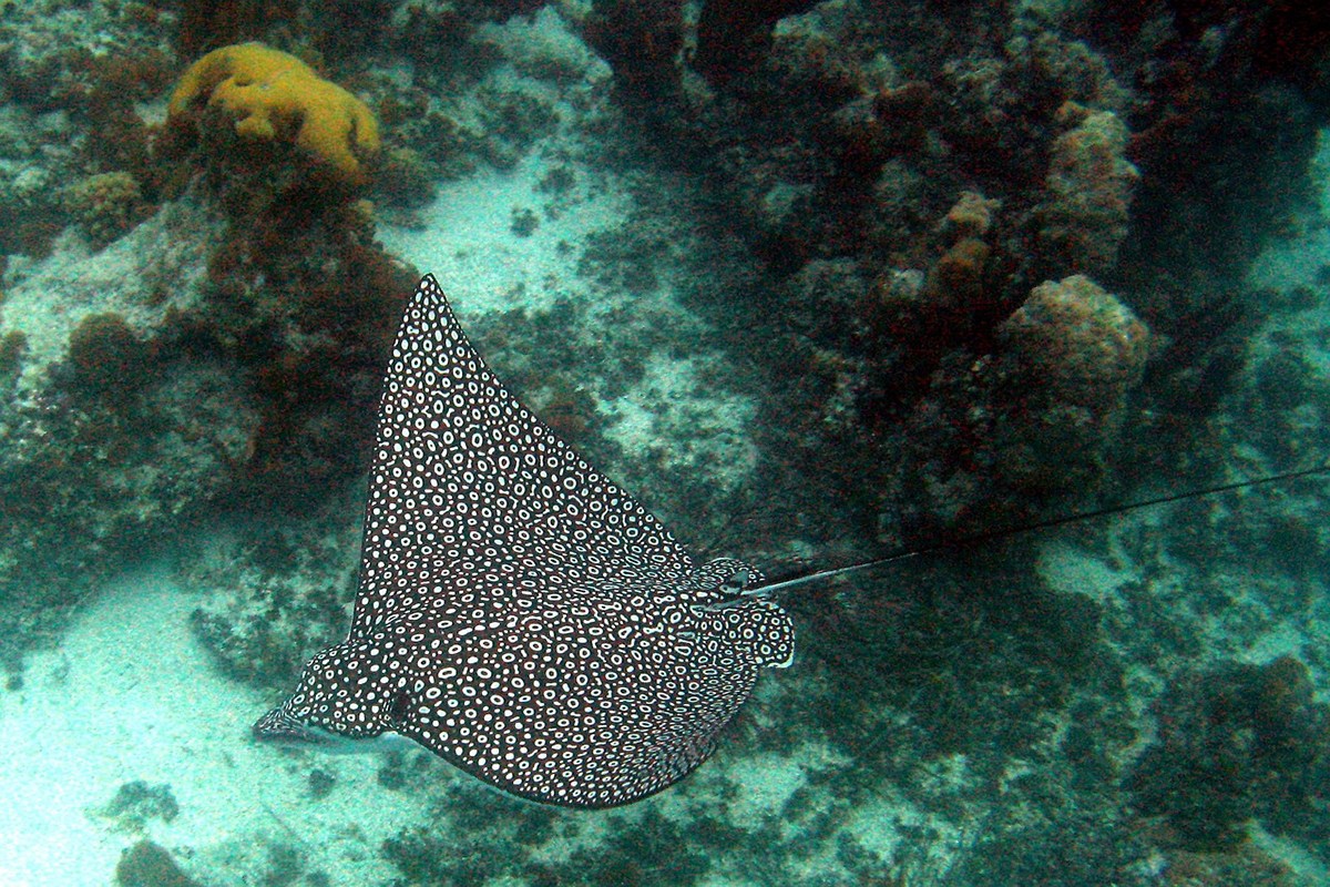 Best Dive Sites around Gili Trawangan