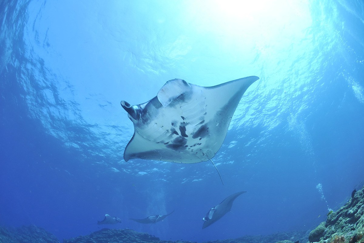 Best Dive Sites around Gili Trawangan