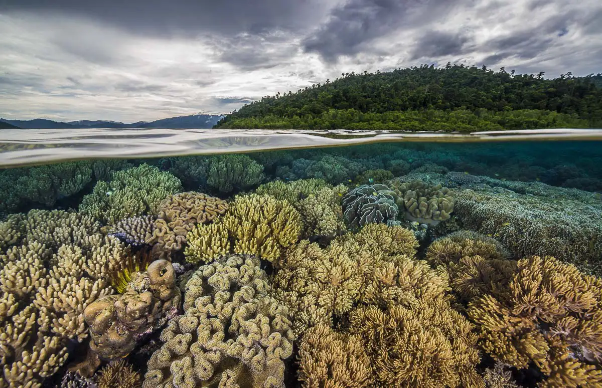 Diving in Raja Ampat at Lotus Papua Paradise